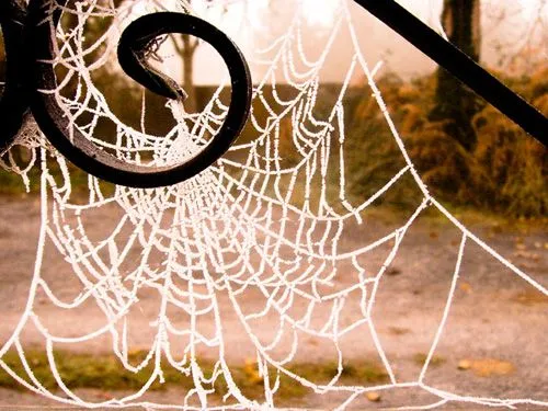 Telaraña | Zentolos