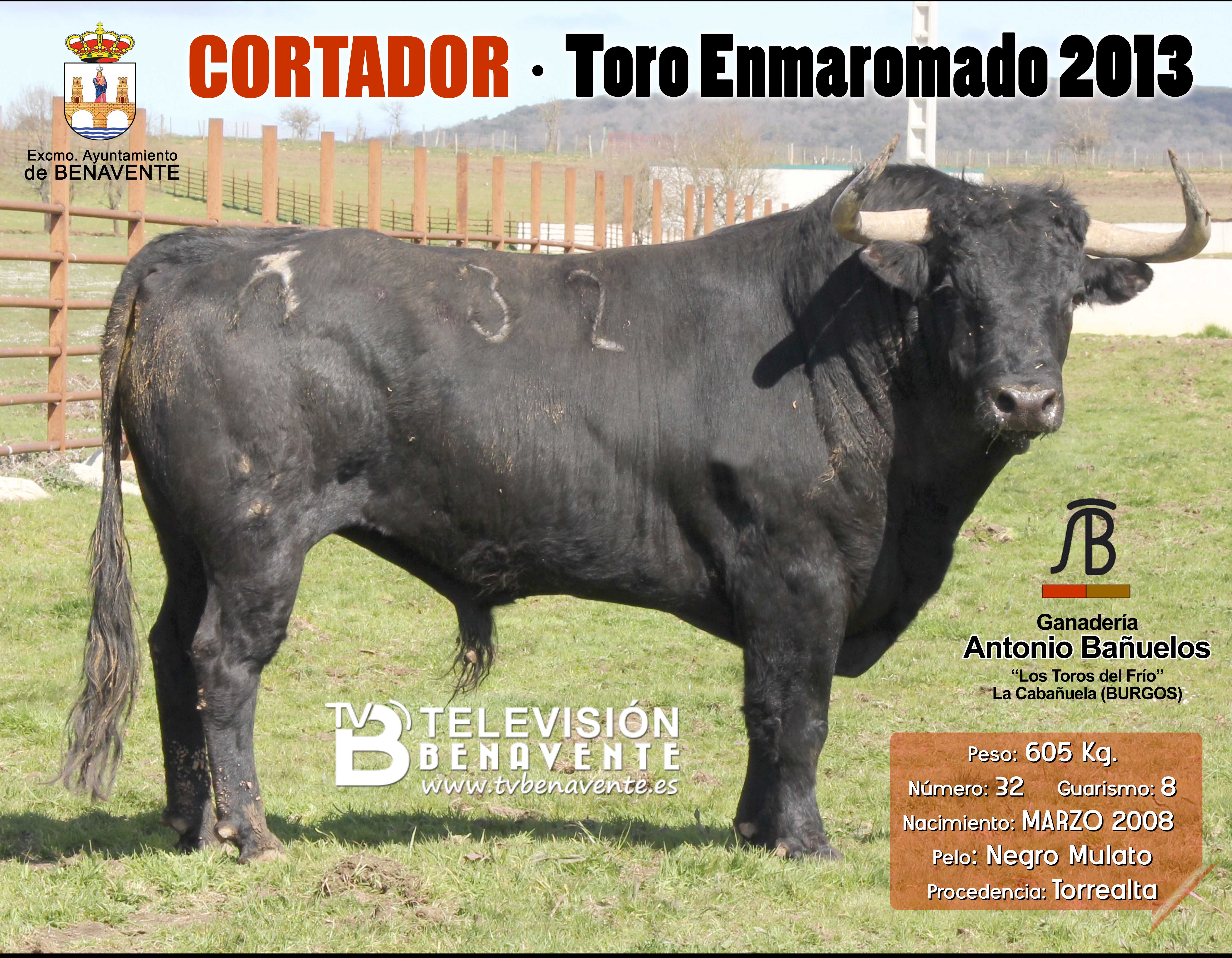 TELEVISIÓN BENAVENTE : : : | TORO ENMAROMADO TELEVISIÓN BENAVENTE : : : | TORO ENMAROMADO