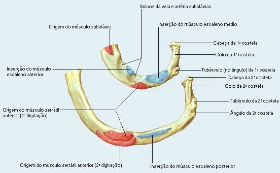 Teliga.net: Osteologia do tórax e dos membros. Teliga.net: Osteologia do tórax e dos membros.
