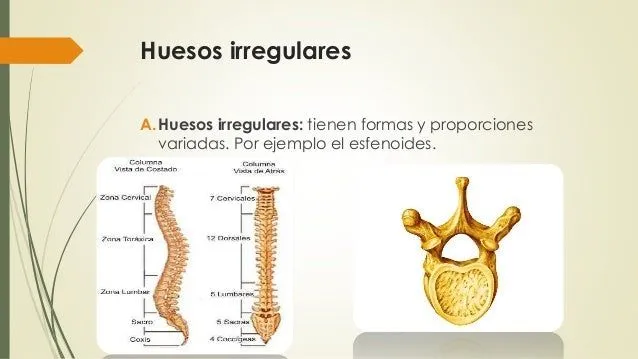 tema-1-huesos-y-planos- ...