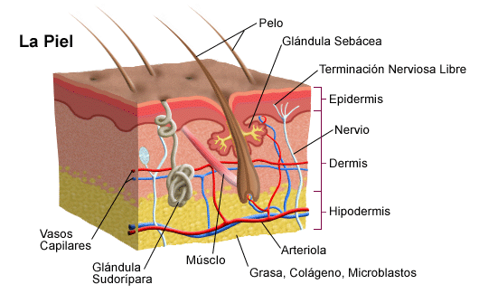 Dibujo del tacto y sus partes - Imagui