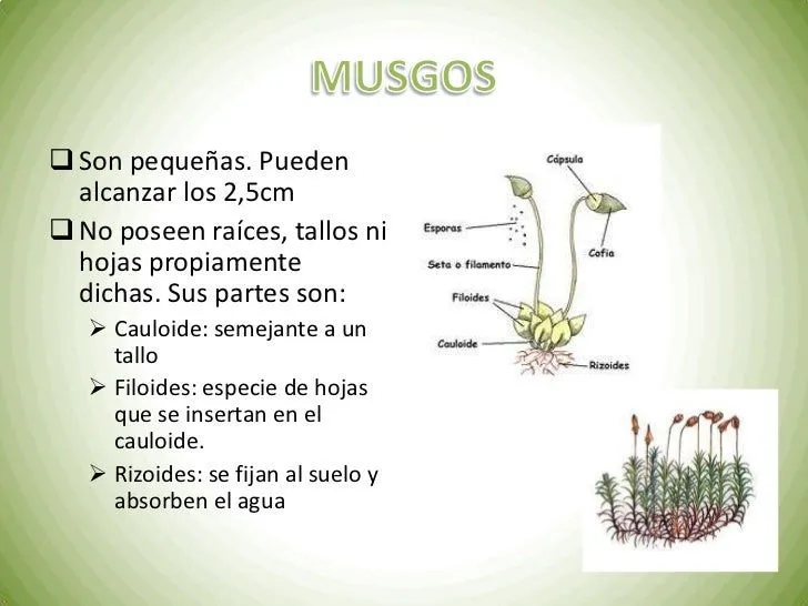 tema-10-las-plantas-ed-oxford- ...