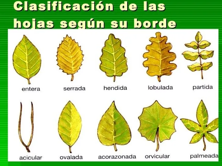 Tema 10 Las Plantas