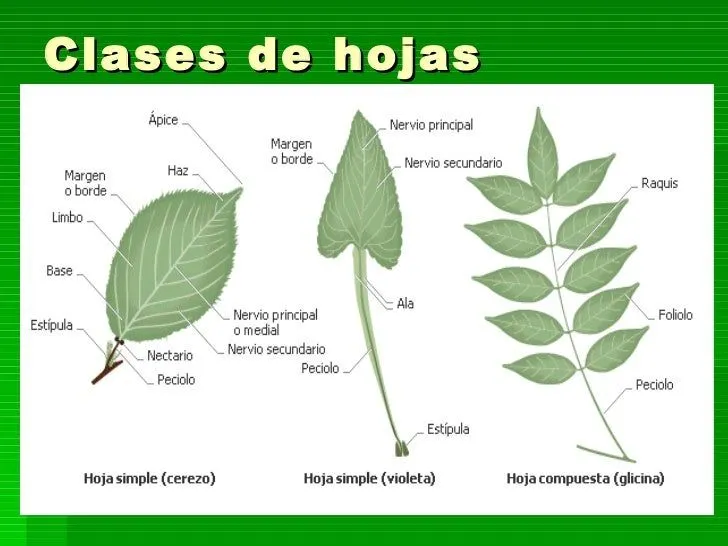 Tema 10 Las Plantas