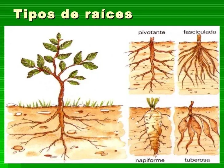 Tema 10 Las Plantas