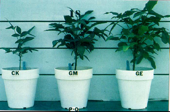 Tema 12: El agua en las plantas. Nutrición y transporte de ...