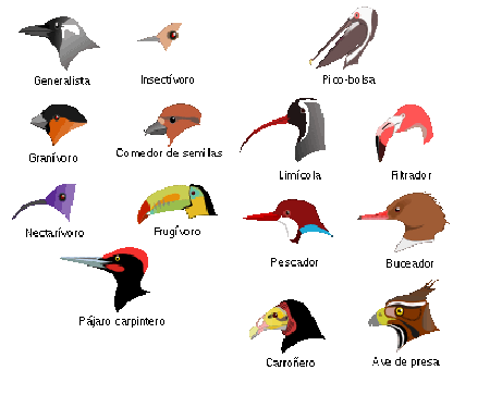 Tema 12. Animales vertebrados