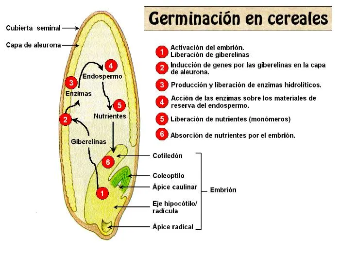 Tema 16: Germinación de semillas