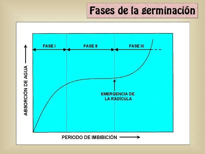 Tema 16: Germinación de semillas