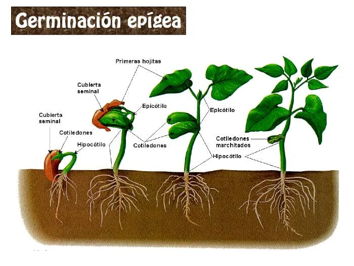 Tema 16: Germinación de semillas