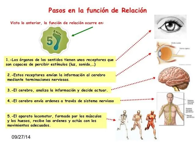 tema-2-la-funcin-de-relacinlos ...