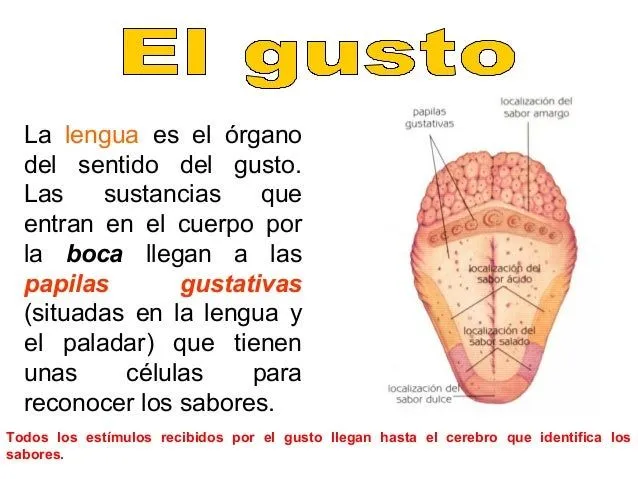tema-3-3-nuestros-sentidos-11- ...