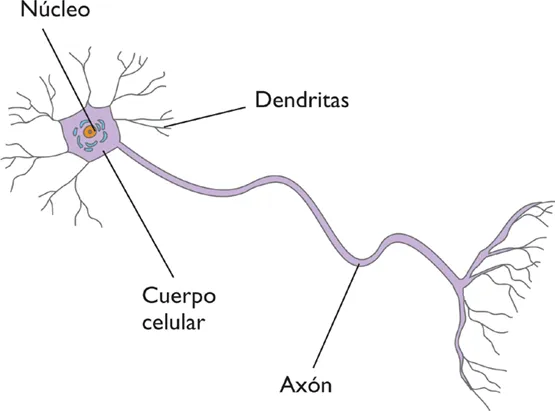 Neurona con sus partes para dibujar - Imagui