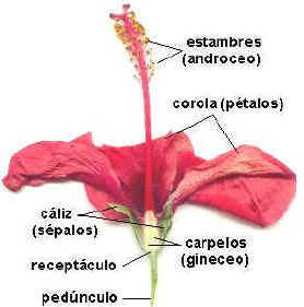 Tema 4: Flor
