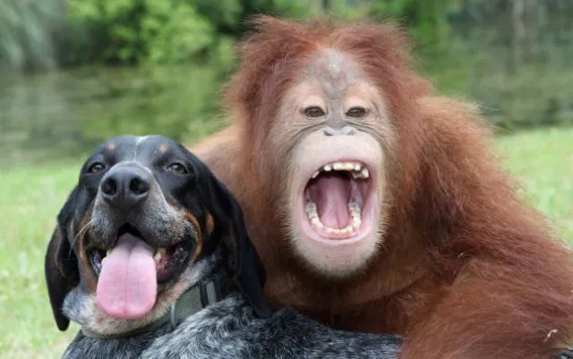 AMIGUETES - ORANGUTÁN Y PERRO - Imaginewal