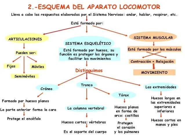 TEMA 4 &quot;EL APARATO LOCOMOTOR&quot;