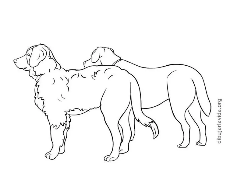 Quiz | DerechoAnimal.es