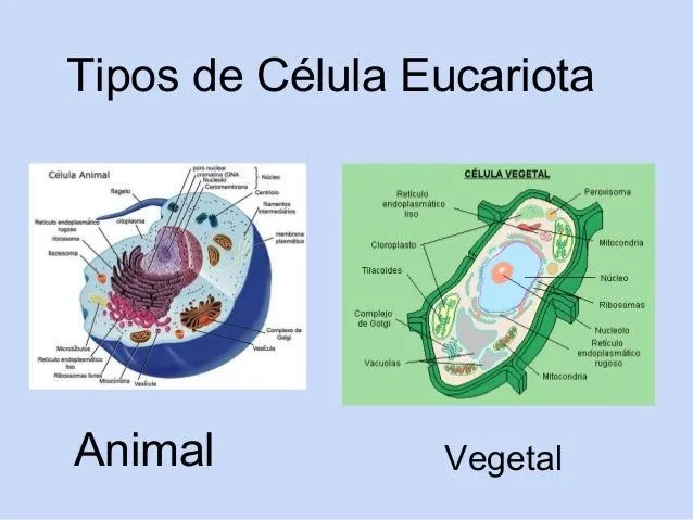 tema-la-clula-unidad-de-vida- ...