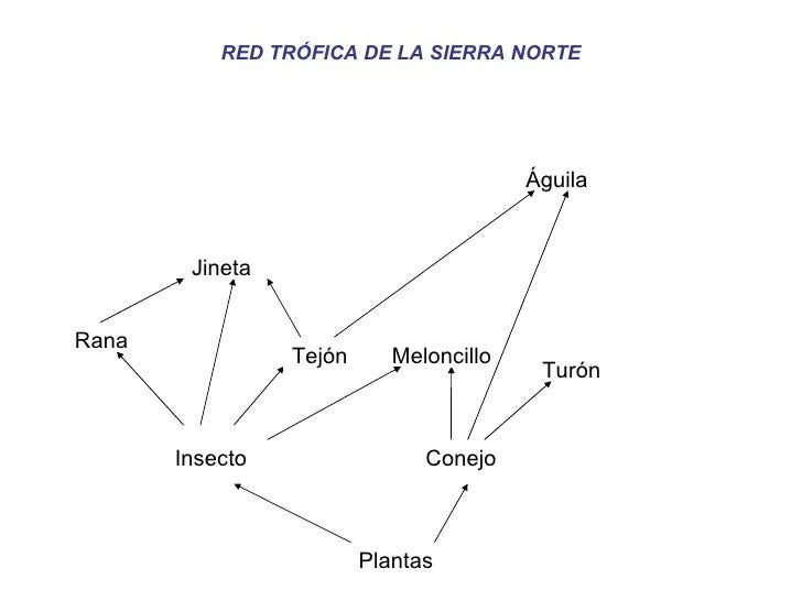 Tema 2 red trófica