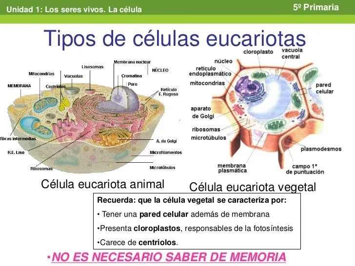 Tema 1 LOS SERES VIVOS. LA CÉLULA