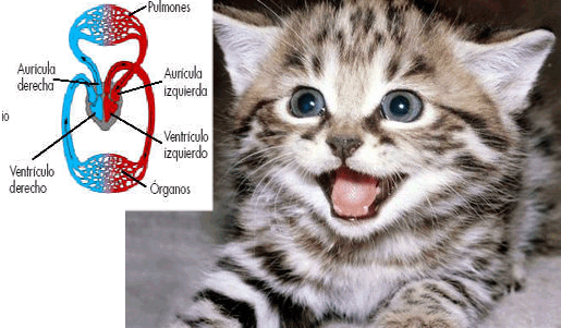 Tema 9. Los seres vivos y la función de nutrición Tema 9. Los seres vivos y la función de nutrición