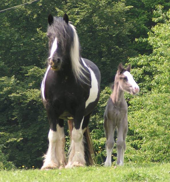 TEMAS DE CONVERGENCIA: CABALLOS LINDOS