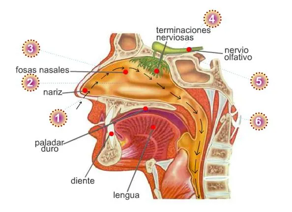 TEMAS SELECTOS DE BIOFISICA: Olfato