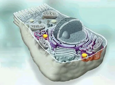 Temas Selectos de Biología: agosto 2009