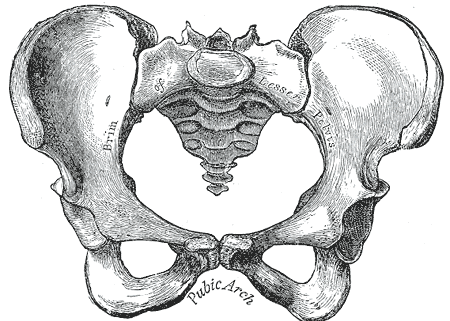 Temáticas: Medicina, anatomía, cuerpo humano, esqueleto, pelvis ... Temáticas: Medicina, anatomía, cuerpo humano, esqueleto, pelvis ...