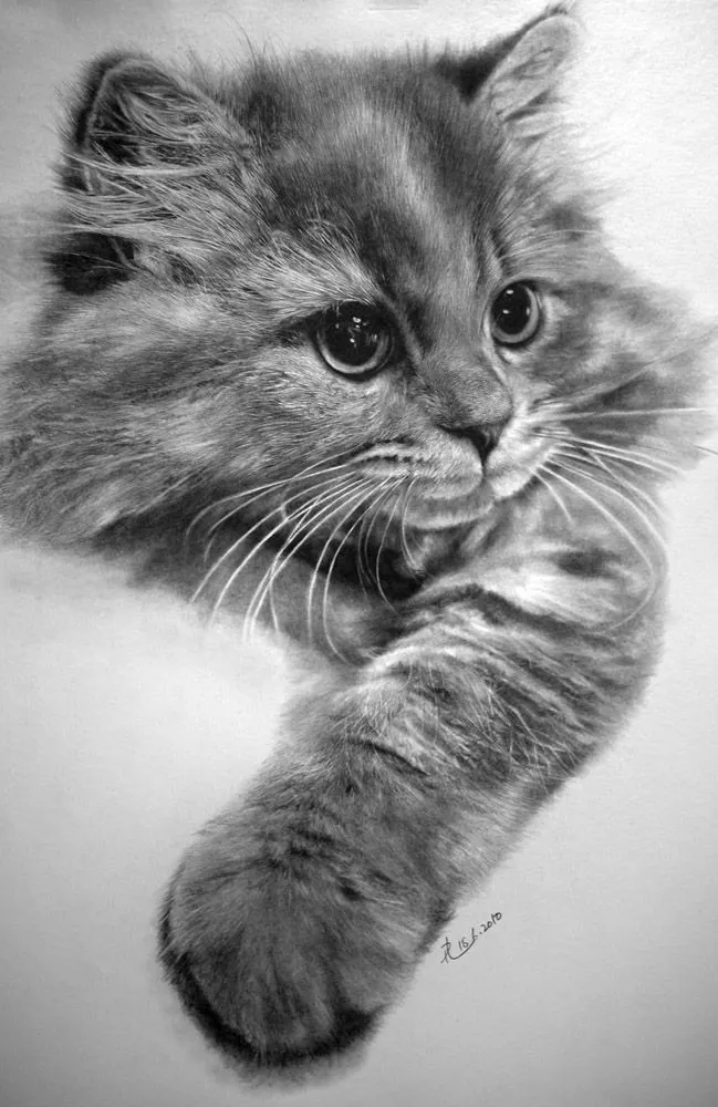 Templo Felino: Increibles dibujos de Gatitos Templo Felino: Increibles dibujos de Gatitos