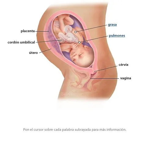 Tenerte por fin. Pensamientos de una mamá novata.: De 34 semanas Tenerte por fin. Pensamientos de una mamá novata.: De 34 semanas
