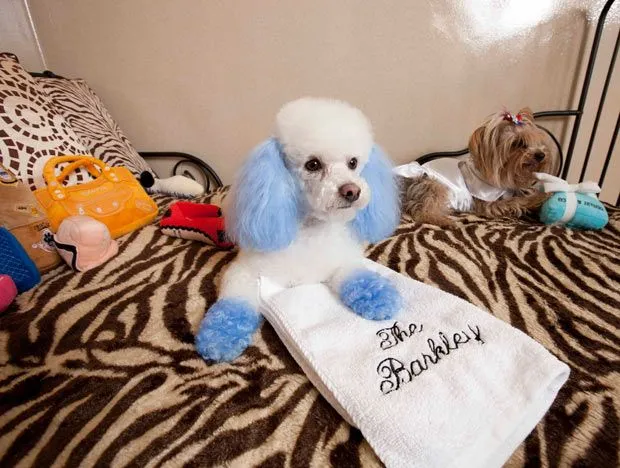 Cómo teñirle el pelo a tu poodle - Raza Poodle Cómo teñirle el pelo a tu poodle - Raza Poodle