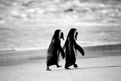 Teo Rodríguez — Así como los pingüinos esperan largos periodos... Teo Rodríguez — Así como los pingüinos esperan largos periodos...