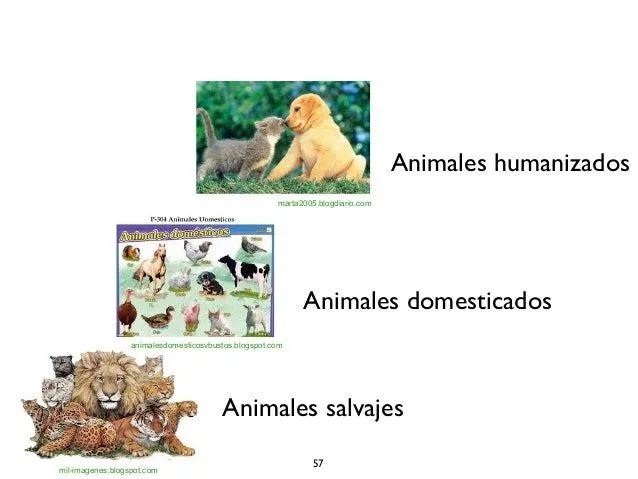 Teoria del ser humano vs plantas y animales
