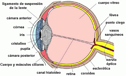 Teoría de Los Sistemas - El Ojo Humano - Monografias.com