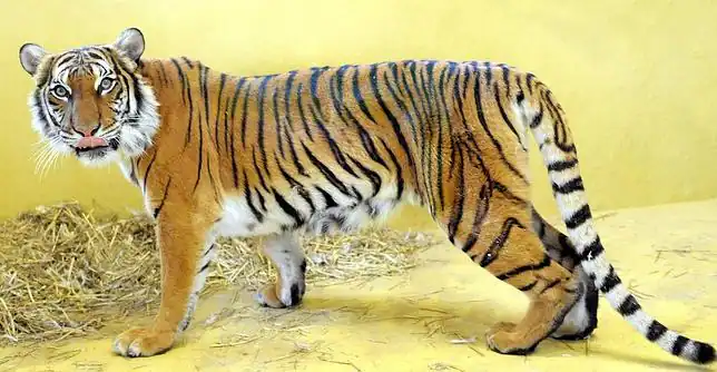 La teoría de Turing sobre las rayas del tigre, demostrada por ... La teoría de Turing sobre las rayas del tigre, demostrada por ...