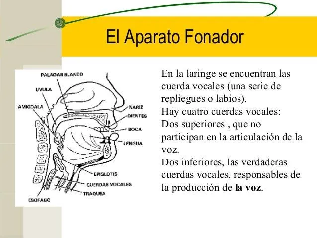 Teorías del Lenguaje humano. Orígenes. Características. Propiedades. Teorías del Lenguaje humano. Orígenes. Características. Propiedades.
