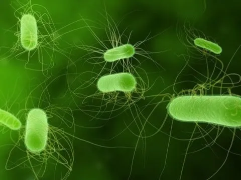 TERAPIAS NATURALES: Bacteria E.