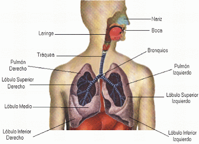 TERCER CICLO: COMO FUNCIONA EL APARATO RESPIRATORIO