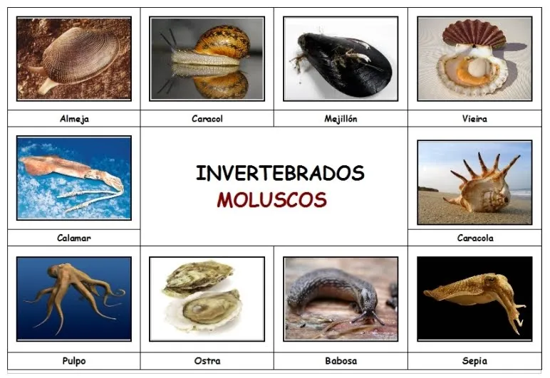 Tercero y Cuarto de Primaria: ANIMALES INVERTEBRADOS Tercero y Cuarto de Primaria: ANIMALES INVERTEBRADOS