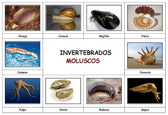 Tercero y Cuarto de Primaria: ANIMALES INVERTEBRADOS