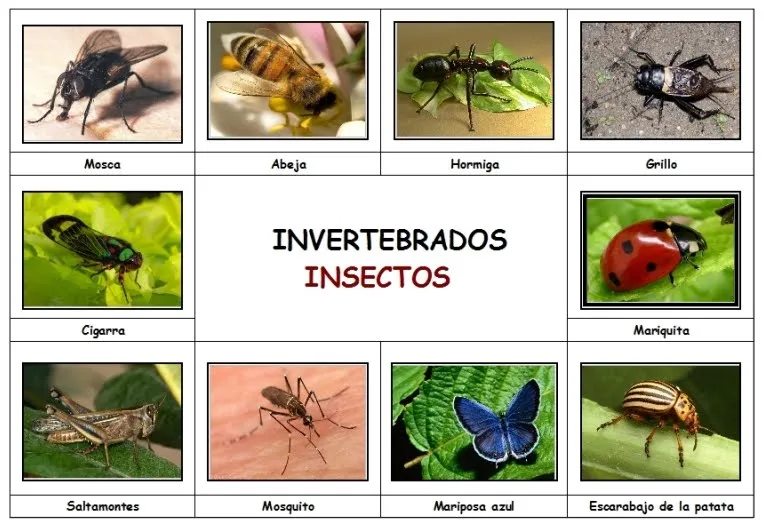 CONOCIMIENTO DEL MEDIO CUARTO: ANIMALES INVERTEBRADOS