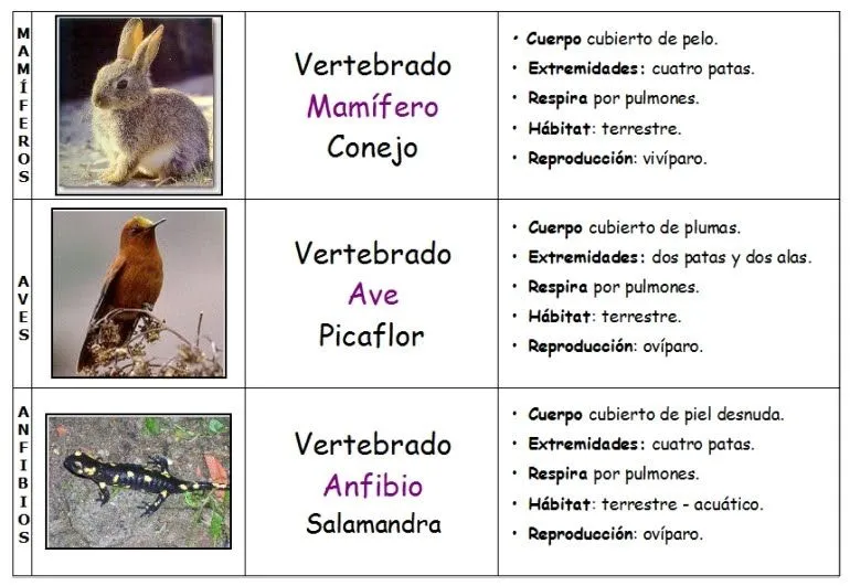 Listado de animales invertebrados - Imagui