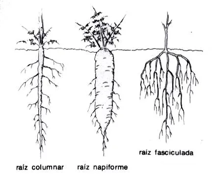 Plantasnet diccionario de plantas medicinales