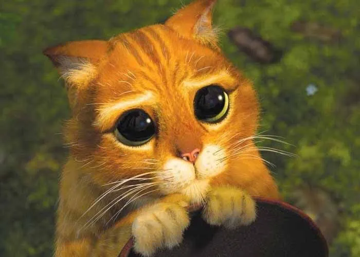 Qué ternurita!: Winnie, el lindo perrito con los ojos del Gato con Botas —  RadioActiva 92.5