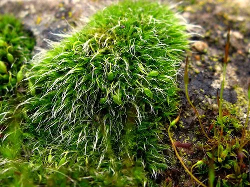 TERRA INCOGNITA : Las primeras plantas terrestres habrían dado ...