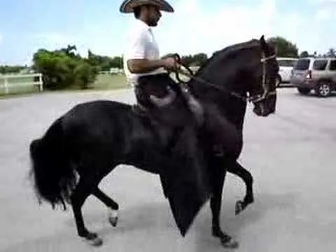 Terremoto de Siberia(paso fino Colombiano) - YouTube Terremoto de Siberia(paso fino Colombiano) - YouTube