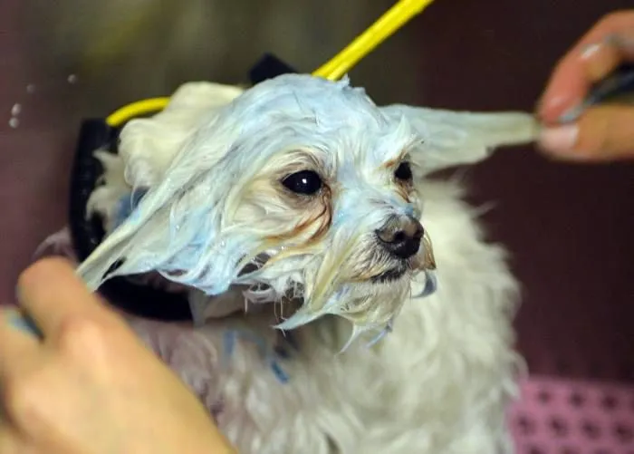Testículos de silicona y máscaras de belleza en spa de mascotas en ...
