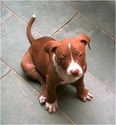 TEXTOS ENGRAÇADOS e CRONICAS ENGRAÇADAS: Homem, Pit Bull, A Fera ... TEXTOS ENGRAÇADOS e CRONICAS ENGRAÇADAS: Homem, Pit Bull, A Fera ...
