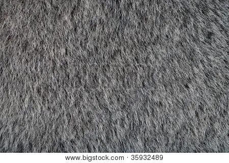 Textura de animal de pelaje gris Fotos stock e Imágenes stock ...